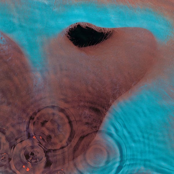 Meddle by Pink Floyd, album cover