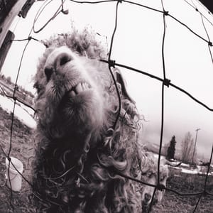 Vs. by Pearl Jam, album cover