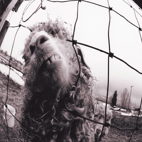Vs. by Pearl Jam, album cover