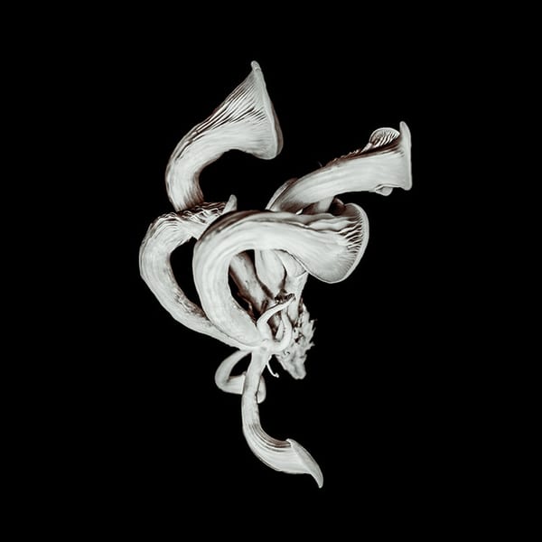 Beneath the Eyrie Demos, Pt. 2 by Pixies, album cover