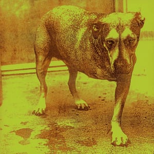 Alice in Chains by Alice in Chains, album cover